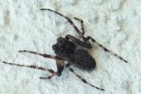 Nuctenea umbratica