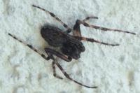 Nuctenea umbratica