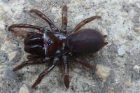 Atypus