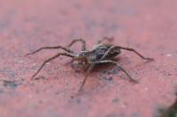 Pisaura mirabilis