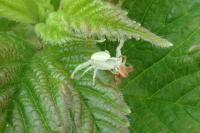 Misumena vatia