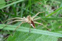 Pisaura mirabilis