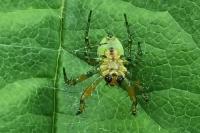 Araniella cucurbitina