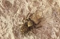 Pseudeuophrys erratica