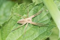 Pisaura mirabilis