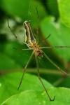 Tetragnatha extensa
