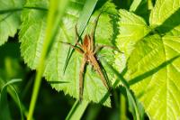 Pisaura mirabilis