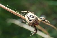 Larinioides