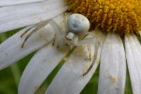 Misumena vatia