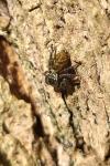 Carrhotus xanthogramma