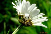 Misumena vatia