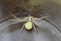 Misumena vatia