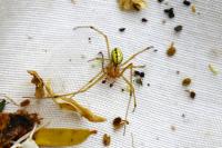 Enoplognatha ovata