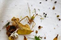 Enoplognatha ovata