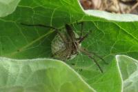 Pisaura mirabilis