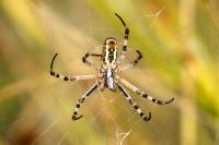 Argiope bruennichi