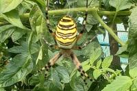 Argiope bruennichi