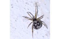 Steatoda grossa