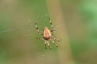 Araneus diadematus
