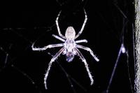 Larinioides sclopetarius