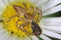 Oxyopes heterophthalmus