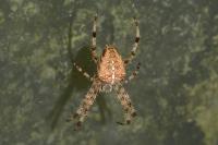 Araneus diadematus