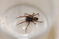 Steatoda nobilis