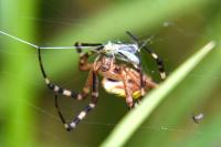 Argiope bruennichi