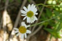 Runcinia grammica