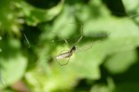 Tetragnatha