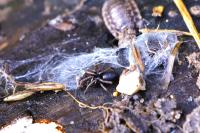 Trachyzelotes pedestris