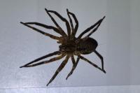 Zoropsis spinimana