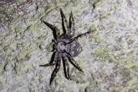 Philodromus margaritatus