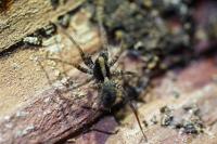 Pardosa