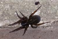Dysdera erythrina