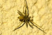 Cheiracanthium mildei