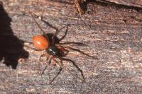 Ostearius melanopygius