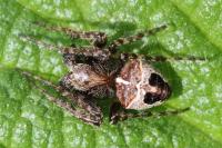 Gibbaranea bituberculata