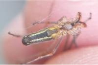 Tetragnatha montana
