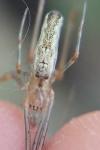 Tetragnatha montana