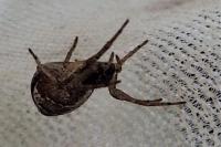 Tmarus