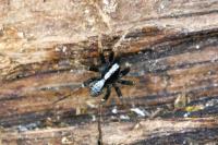 Pardosa saltans