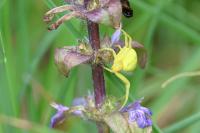 Misumena vatia