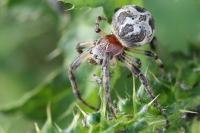 Larinioides cornutus