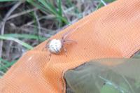 Larinioides cornutus