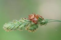 Araneus diadematus