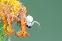 Misumena vatia