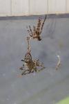 Nuctenea umbratica