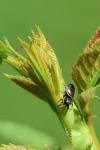 Heliophanus