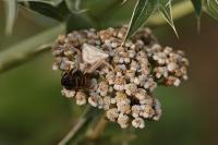 Thomisus onustus